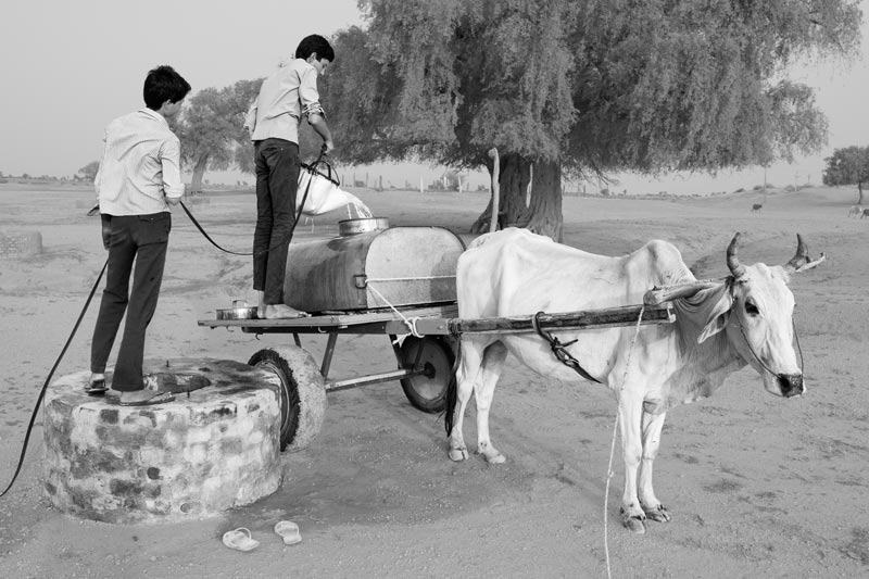 Filling a tank of sweet drinking water from a 'kuin' to be transported home on a bullock cart - village Binjharwali, Bikaner district, Rajasthan